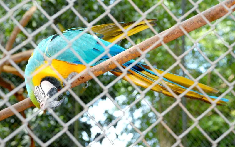  Arara Canindé habita no Parque das Aves, em Apucarana