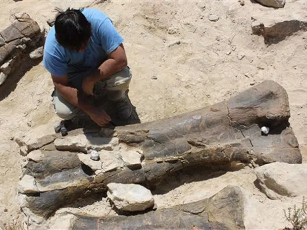  Fóssil do fêmur gigante de dinossauro é analisado em Riodeva, no leste da Espanha. O animal teria até 40 toneladas, 30 metros de altura e teria vivido há 145 milhões de anos