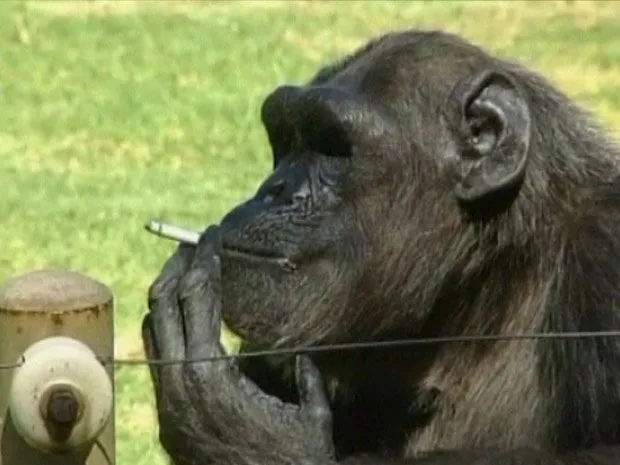  Charlie, o chimpanzé fumante. 