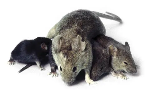 A maior preocupação é pelo fato de os ratos transmitirem a hantavirose