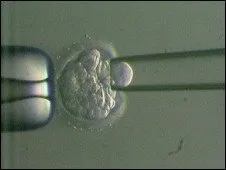  Para cientistas, embriões podem permanecer congelados por décadas.