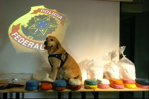  Cães tem ajudado a polícia a fazer várias apreeensões de drogas