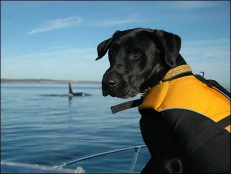 O cachorro farejador Tucker ajuda pesquisadores a encontrar baleias assassinas nos Estados Unidos