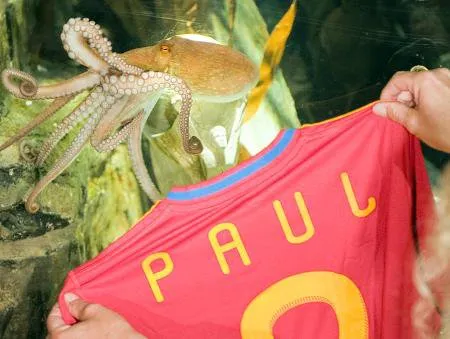  Polvo Paul recebeu até camisa com seu nome na época da Copa do Mundo