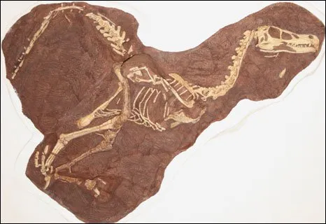O esqueleto do Linheraptor exquisitus está praticamente completo 