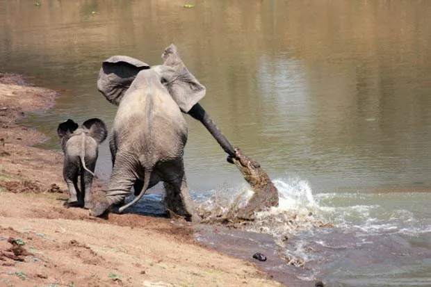  Após lutar, elefanta conseguiu se soltar do ataque do réptil