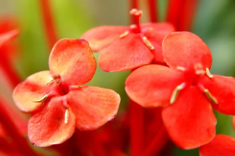 Beleza de flor vermelha se destaca em jardim de Apucarana