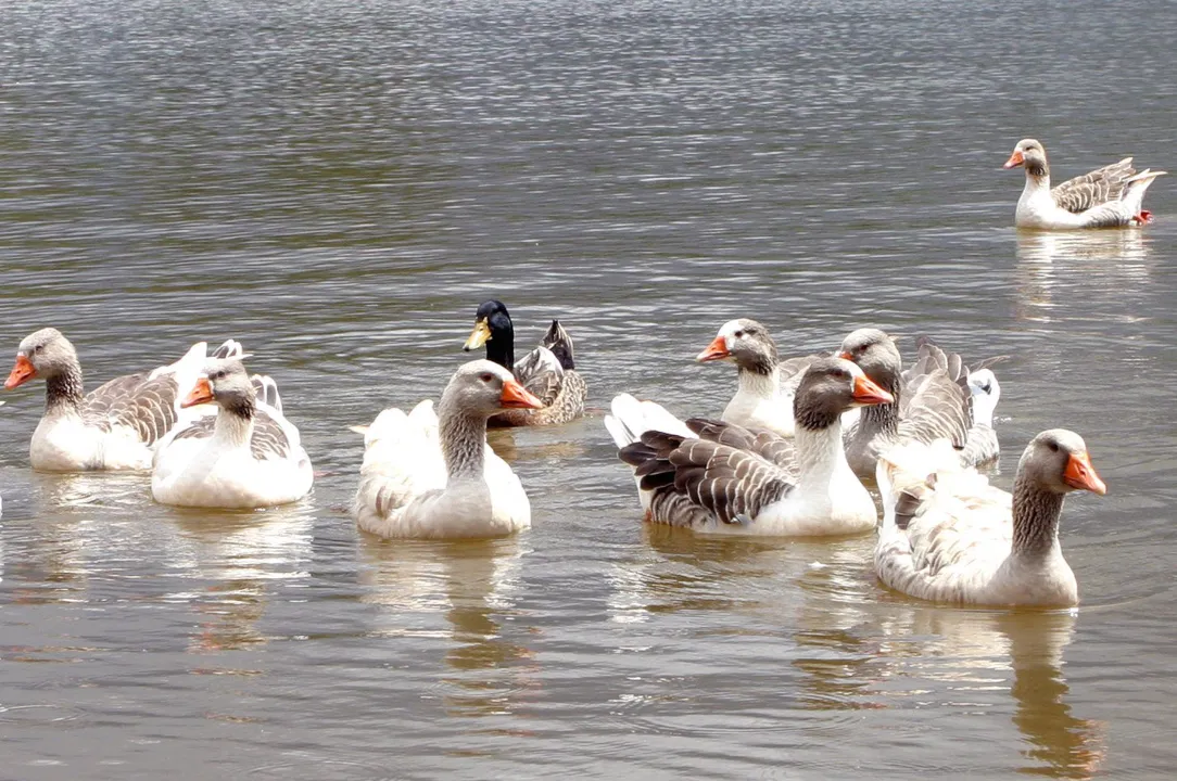  Patos e Gansos dão toque bucólico ao lago do Parque da Raposa
