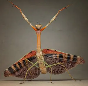  Fotógrafo mostra insetos como alienígenas