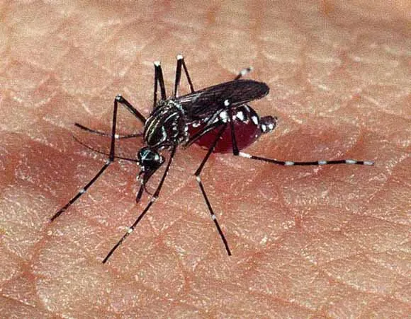 Casos de dengue crescem em 16 estados do Brasil