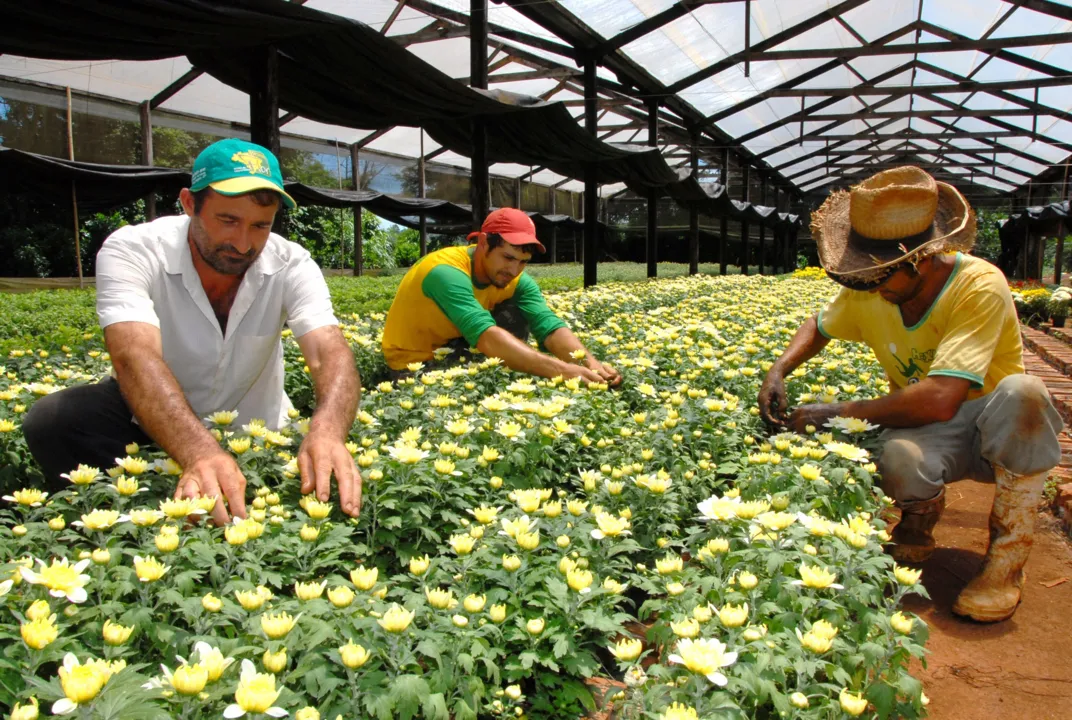  Floricultor Luiz Carlos Metta fornece filtro para seus funcionários