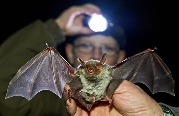  Membro da Associação Alemã de Conservação da Natureza (Nabu) segura um morcego