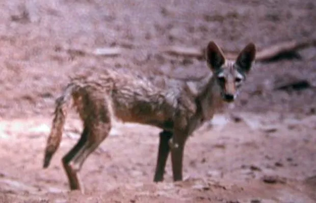  Animal avistado na Eritreia, e que, segundo os cientistas, provavelmente pertence à nova espécie identificada.