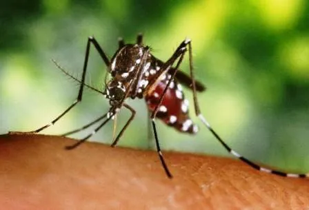 Mosquito transmissor da dengue, Aedes aegypti 