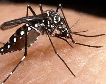  Primeira morte por dengue foi registrada no município de Pedra Preta
