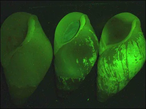  A luz bioluminescente verde produzida pelo caracol marinho 'Hinea brasiliana' despertou a atenção de dois cientistas do Instituto de Oceanografia da Universidade da Califórnia em San Diego (EUA)