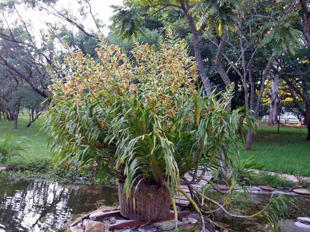  Floresce em Brasília a 'maior orquídea do mundo', diz Ibama