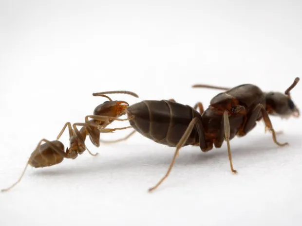  Formigas argentinas ameaçam outras espécies de insetos e a agricultura