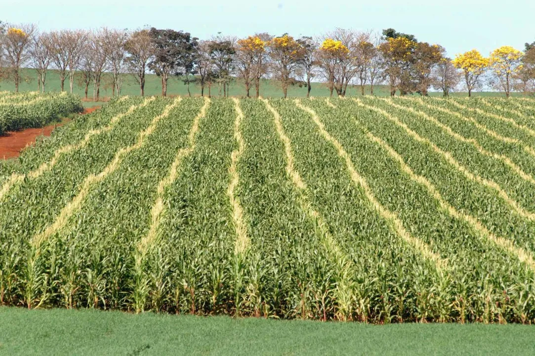 Paraná quer prorrogar plantio do milho safrinha