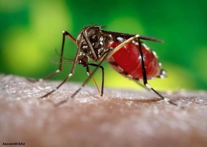 Sesa confirma mais de 34 mil casos de dengue no PR