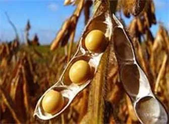  Plantações de soja registram perdas por causa do excesso de chuvas