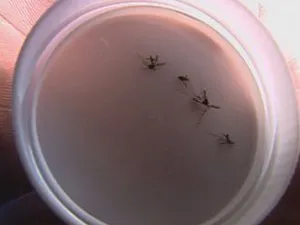 Água parada favorece a proliferação do mosquito transmissor da dengue