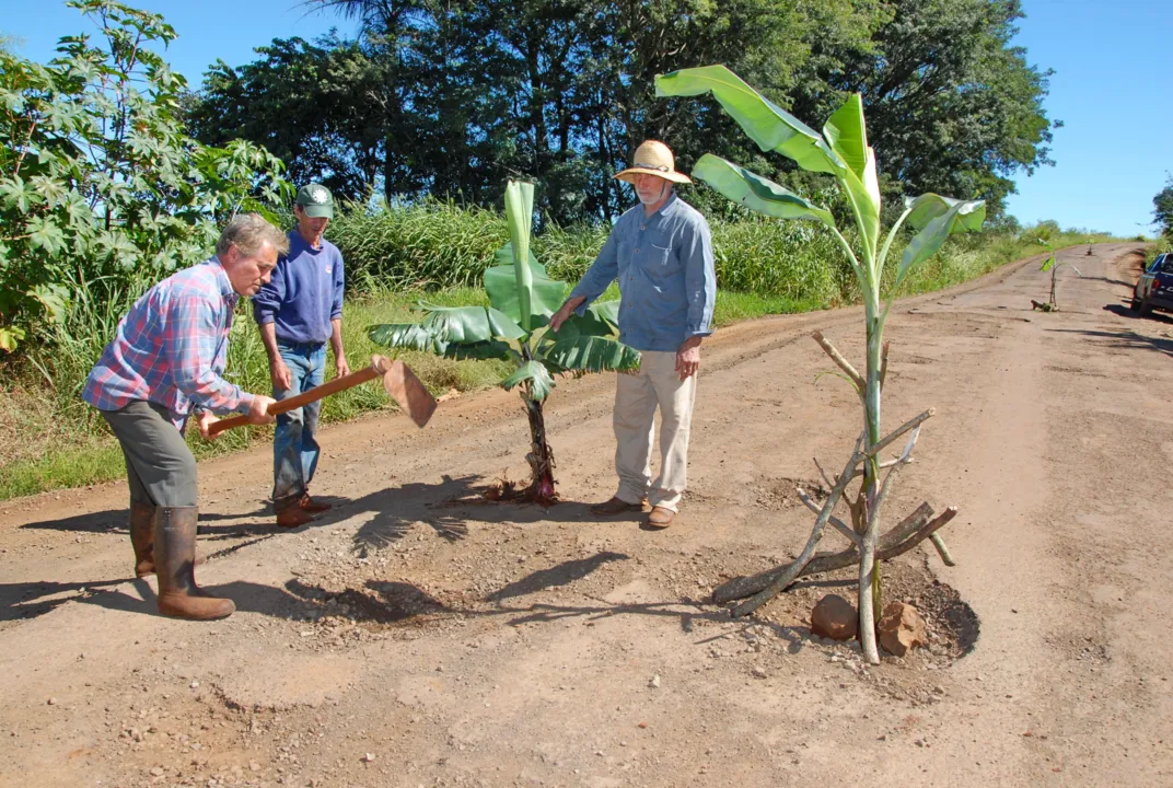 Agricultores colocaram bananeiras para sinalizar buracos de estrada entre Apucarana e Rio Bom