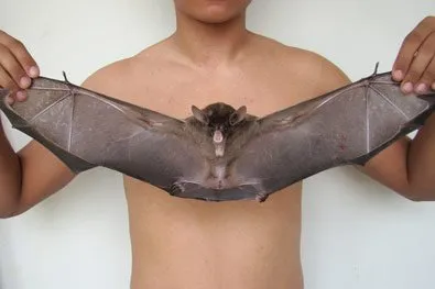  Com as asas abertas, morcego tem cerca de 70 cm de envergadura