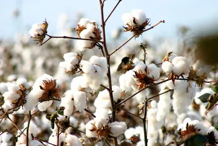 Os subsídios americano à produção e exportação de algodãoresultou na retaliação
