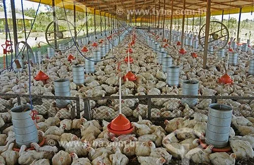 Indústrias de frango do PR se voltam para o mercado interno