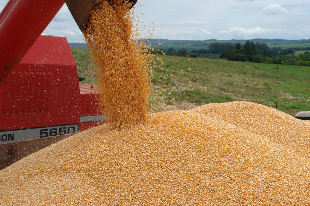  Colheita de milho: boa expectativa
