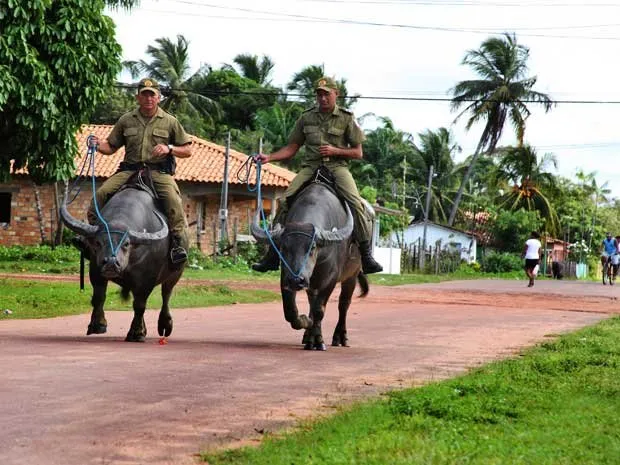 Búfalos são usados no policiamento na Ilha do Marajó