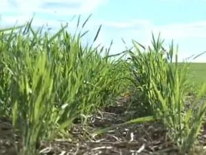  Paraná perde liderança no ranking nacional de produtores de grãos
