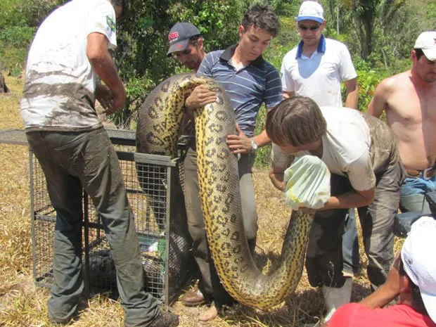  Cobra de seis metros e de 120 quilos é encontrada por fazendeiro em MT
