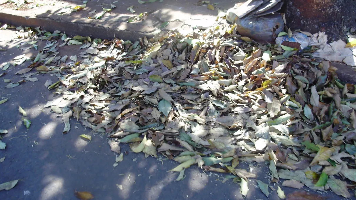  Folhas se acumulam em via pública de Apucarana: reforço mecanizado não substituirá a mão-de-obra humana