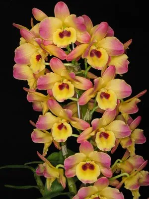  Os visitantes poderão ver espécies raras e participar de um curso gratuito de cultivo das orquídeas