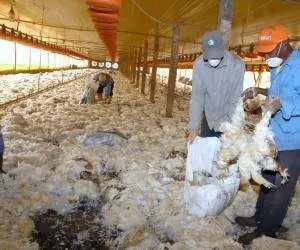  Falta de energia elétrica provoca morte de 42 mil frangos em Apucarana