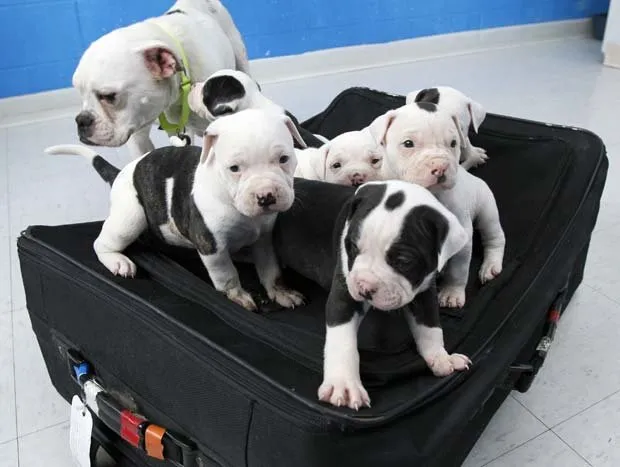 Homem que abandonou sete cães em mala é denunciado por etiqueta