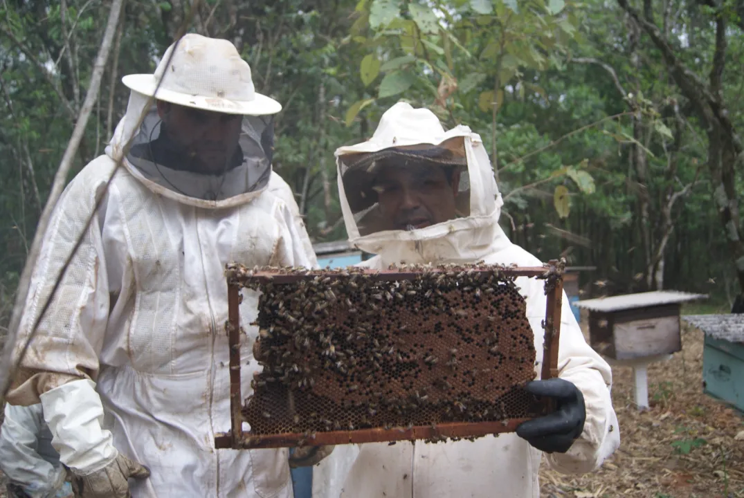 Projeto de lei na Câmara dificulta criação de abelhas, critica CNA - Foto: Arquivo/Imagem ilustrativa