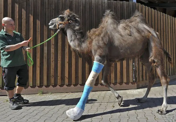 Após quebrar pata, camelo reaprende a andar com gesso