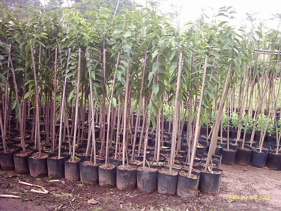 Sanepar conclui plantio de 15 mil mudas de árvores em Londrina