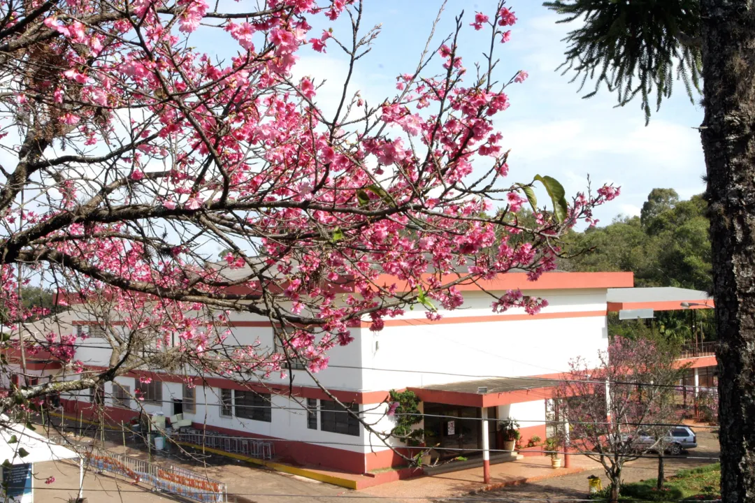 Festa da Cerejeira começa nesta quinta em Apucarana
