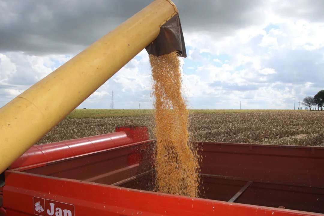  Paraná colhe o maior volume de milho safrinha de todos os tempos 