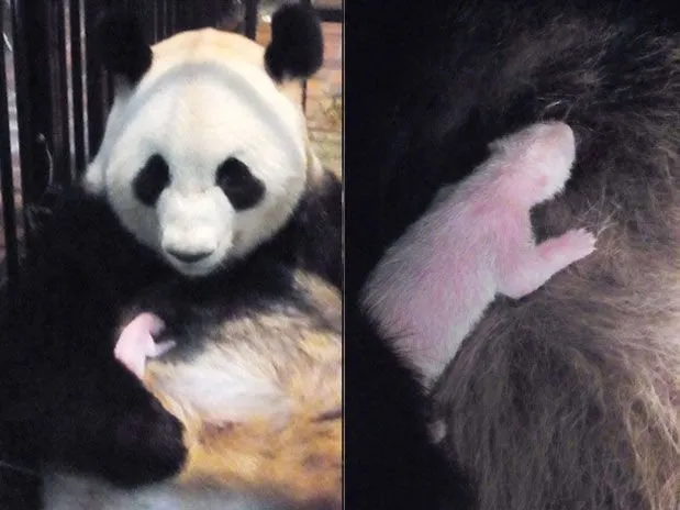 Raro bebê panda morre 6 dias após nascer e causar furor 