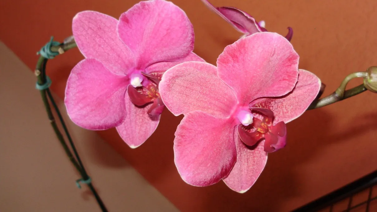 Esta é a  7ª Exposição de Orquídeas do município