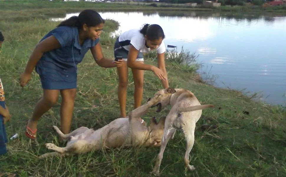 Cães visitam diariamente lago onde dono morreu afogado