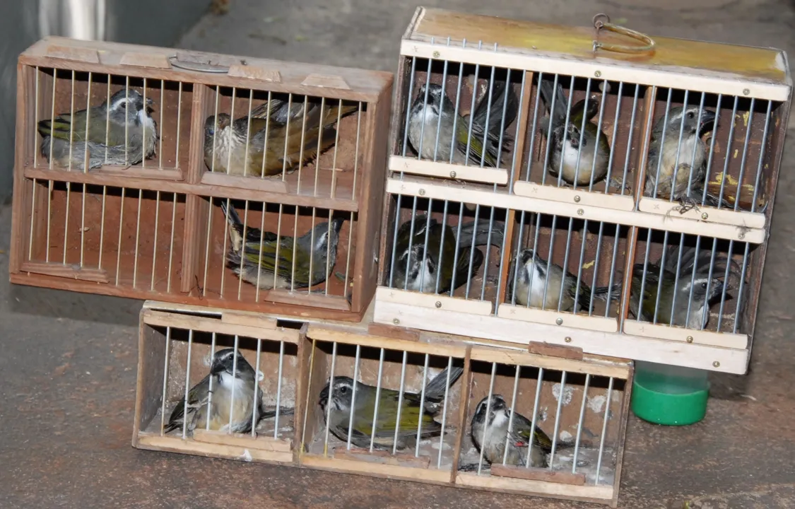 Polícia Ambiental resgata 27 pássaros de cativeiro em Apucarana