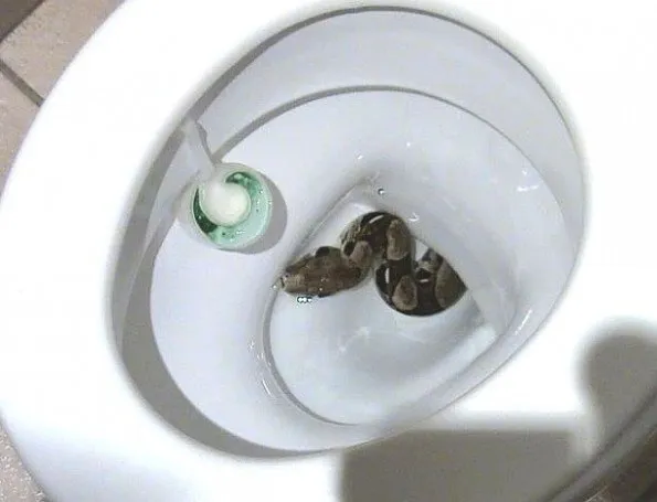 Homem foi surpreendido por cobra que estava dentro do sanitário.   IMAGEM: AREDE/DIVULGAÇÃO