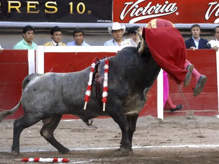  Touro ataca e fere matador espanhol durante evento no México neste fim de semana