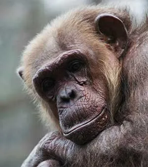 O estudo descreve as últimas horas e a morte de uma chimpanzé fêmea de idade avançada